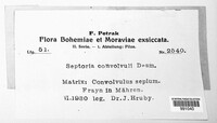 Septoria convolvuli image